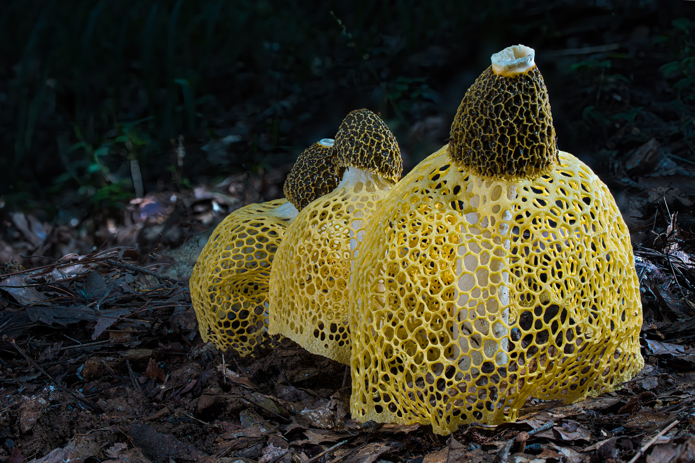 A9300035_stack (1).jpg