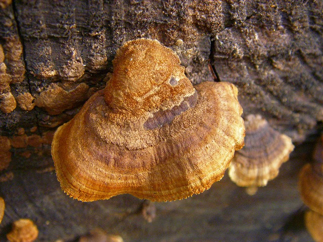 ヒロハノキカイガラ(21-1)タケ (1).jpg