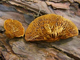 ヒロハノキカイガラ(21-1)タケ (2)-thumb-265x198-3681.jpg