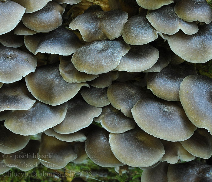 clitocybula_abundans_hy8228.jpg