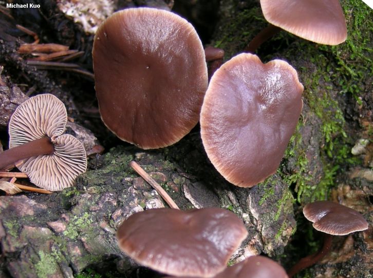 gymnopus_alkalivirens_02.jpg