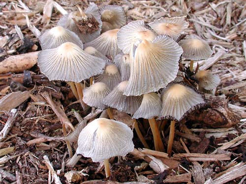 biroodohitoyotake8 (1).jpg