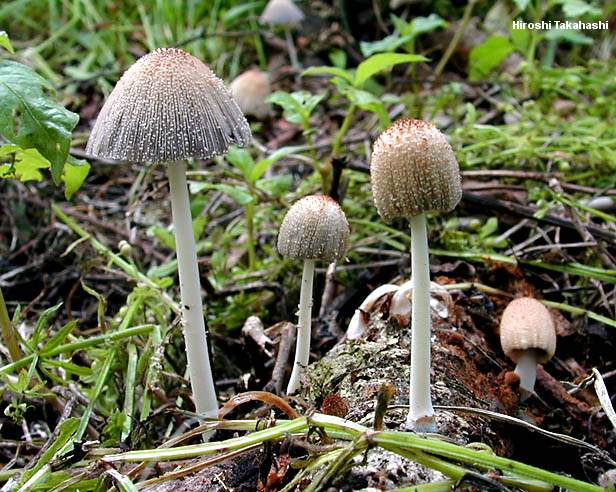 takahashi_coprinus_domesticus_01.jpg