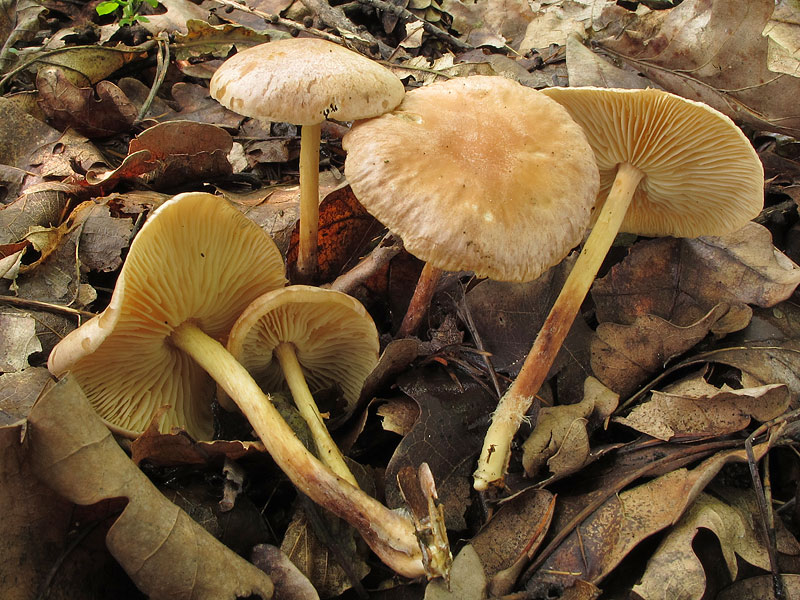 Collybia_peronata_2.jpg