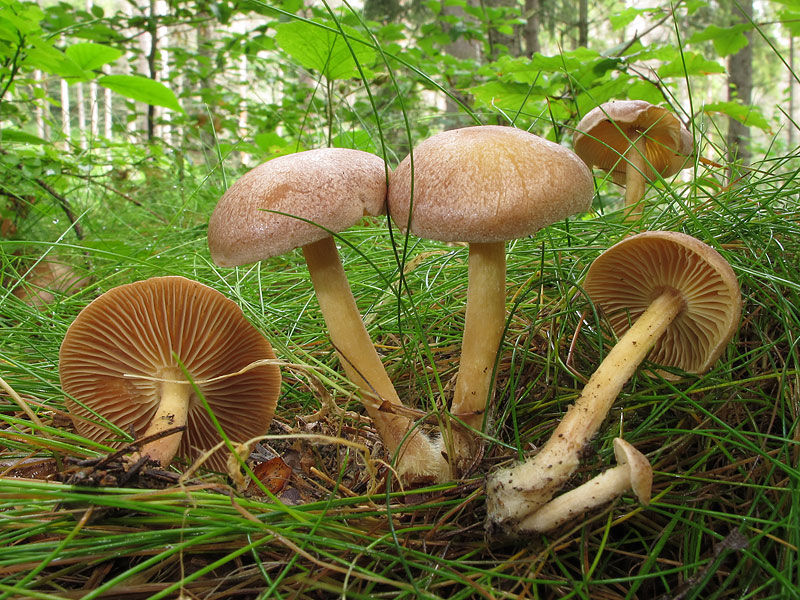 Collybia_peronata_1.jpg