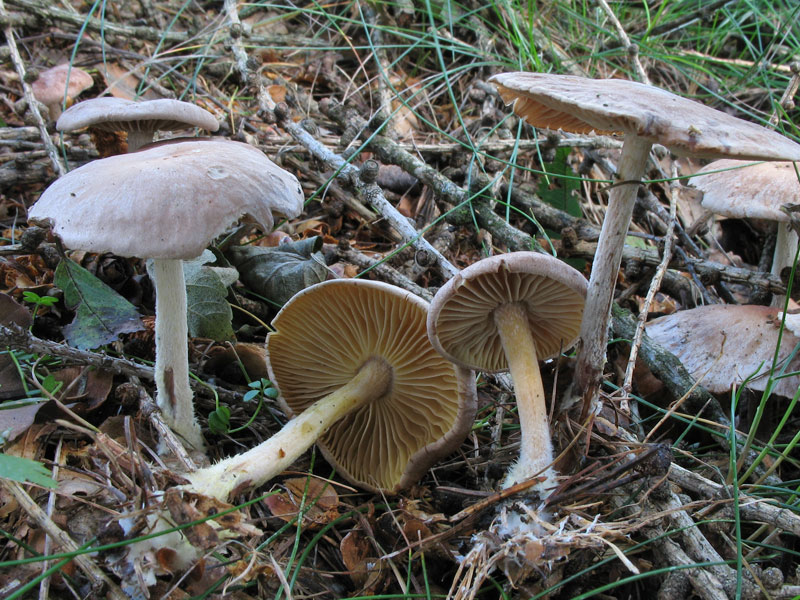 Collybia_peronata.jpg