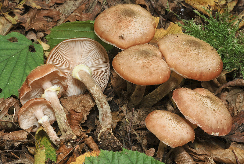 post-2993-044114100 1288912095.jpg