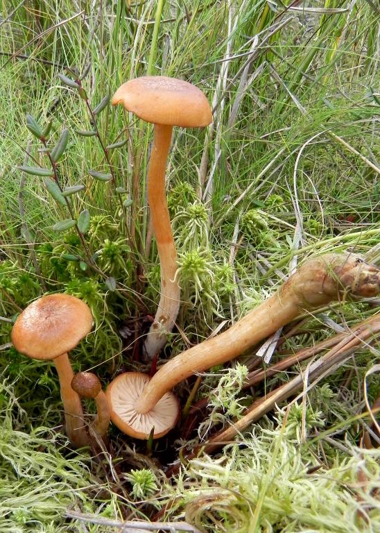 a1a99-Armillaria-ectypa---_------------------1.jpg