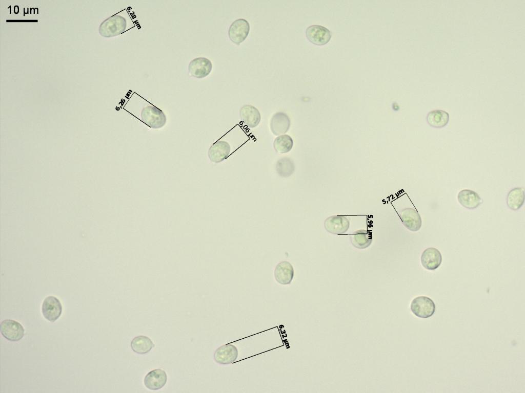 575ab-Armillaria.ectypa_Filippova_-0325_spores_08.jpg