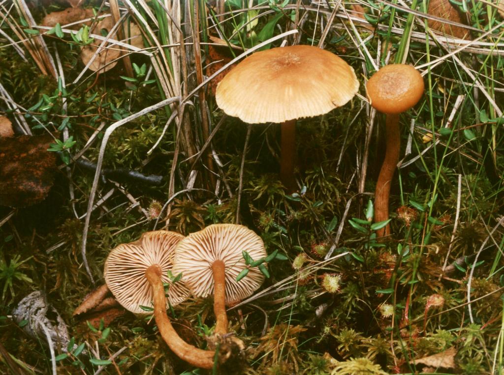 b5fcd-Armillaria_ectypa---_--------------.jpg