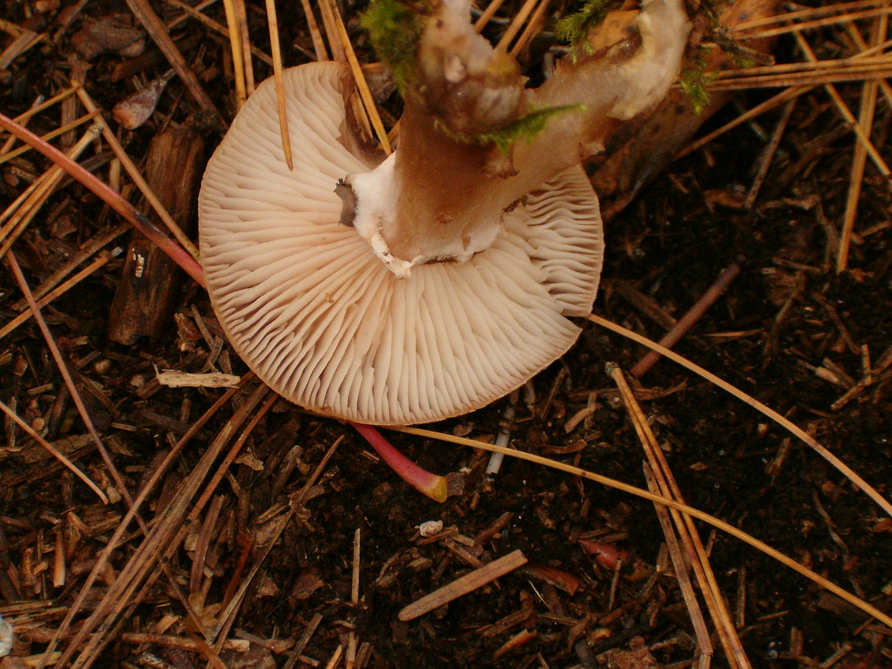 1280px-Armillaria_gallica_25558.jpg