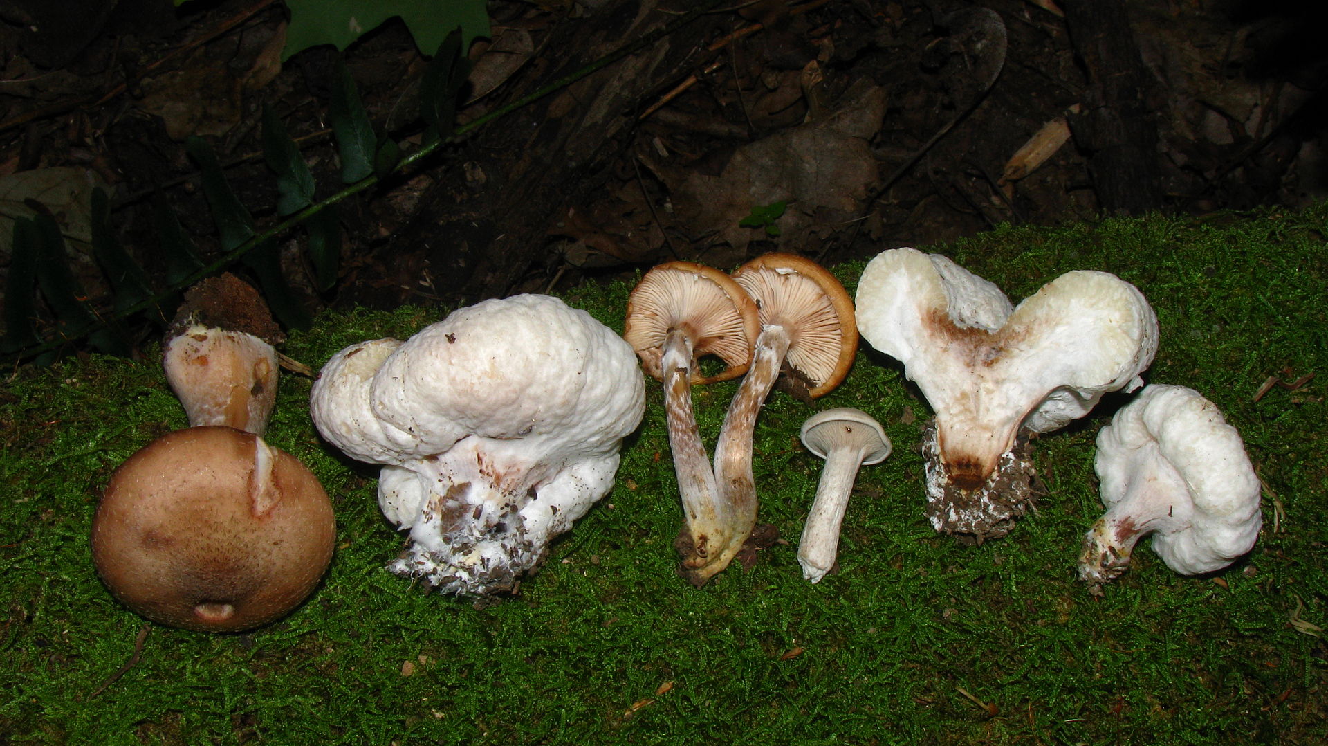 Armillaria_gallica_57535.jpg