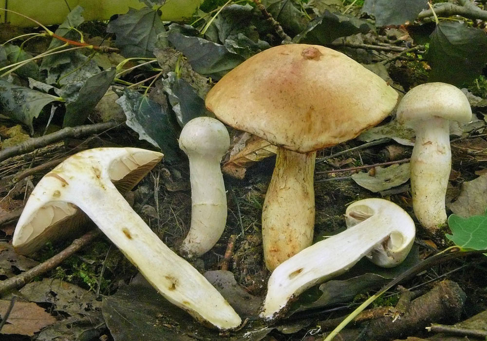 Cortinarius-argutus.jpg