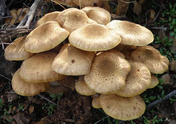 armillaria-mellea10 (1).jpg