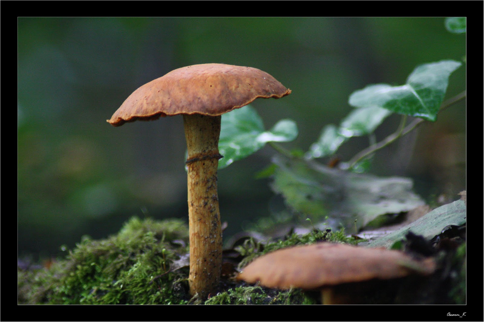 Cortunarius Armillatus II.jpg