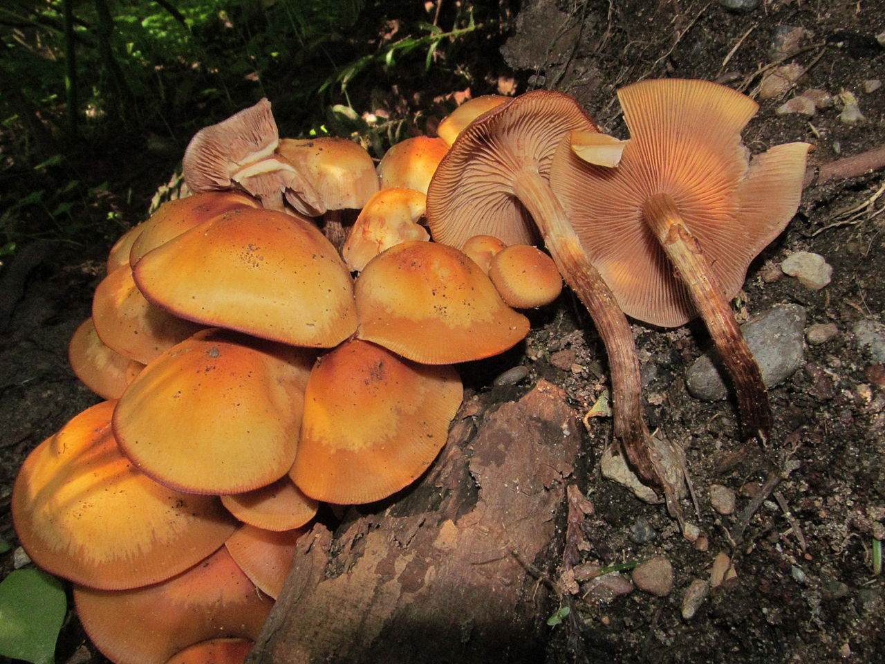 Armillaria_nabsnona_18048.jpg