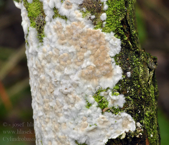 cylindrobasidium_evolvens_bo8929.jpg