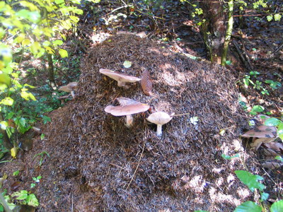 Lepista glaucocana 04.JPG