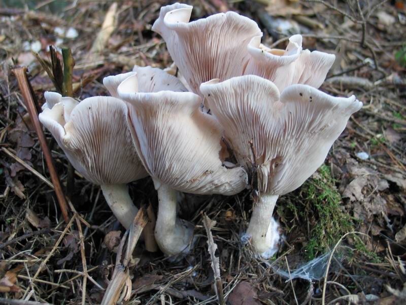 Lepista glaucocana3 01.JPG