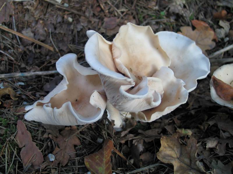 Lepista glaucocana3 03.JPG