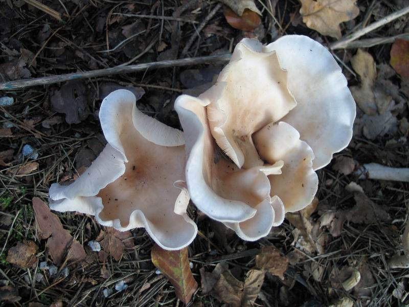 Lepista glaucocana3 04.JPG