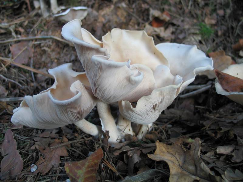 Lepista glaucocana3 02.JPG