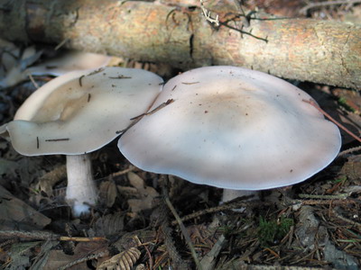 Lepista glaucocana 03.JPG