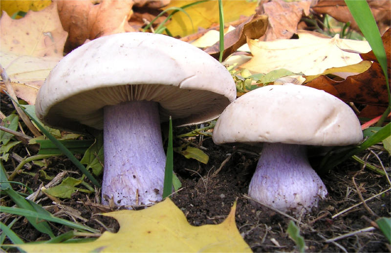 Lepista personata 3_small.jpg