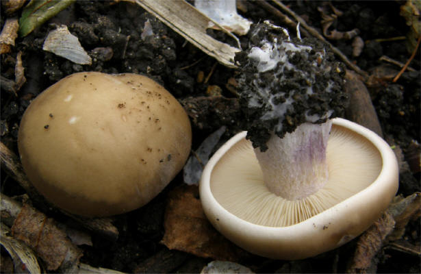 Lepista personata 2_small.jpg