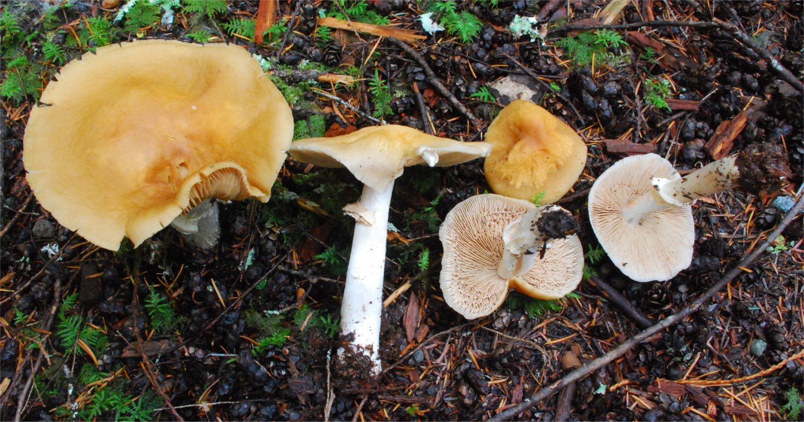 Cortinarius caperatus 124.jpg