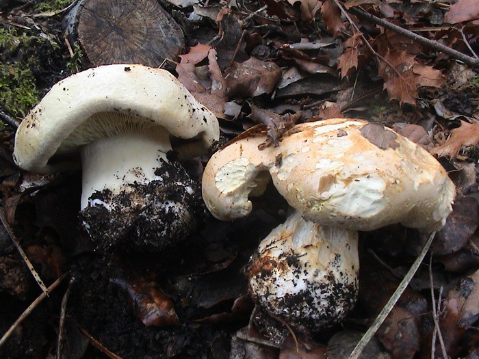 leucopaxillus tricolor dt201006dt 3 r.jpg