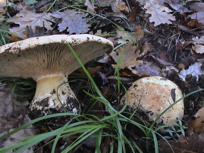 leucopaxillus tricolor dt181006dt 1 r.jpg