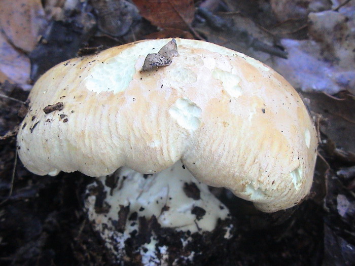 leucopaxillus tricolor dt181006dt 3 r.jpg