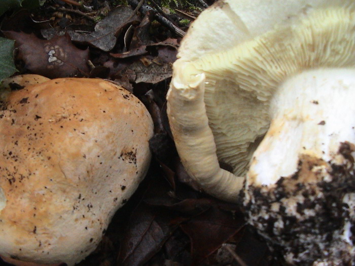 leucopaxillus tricolor dt201006dt 2 r.jpg