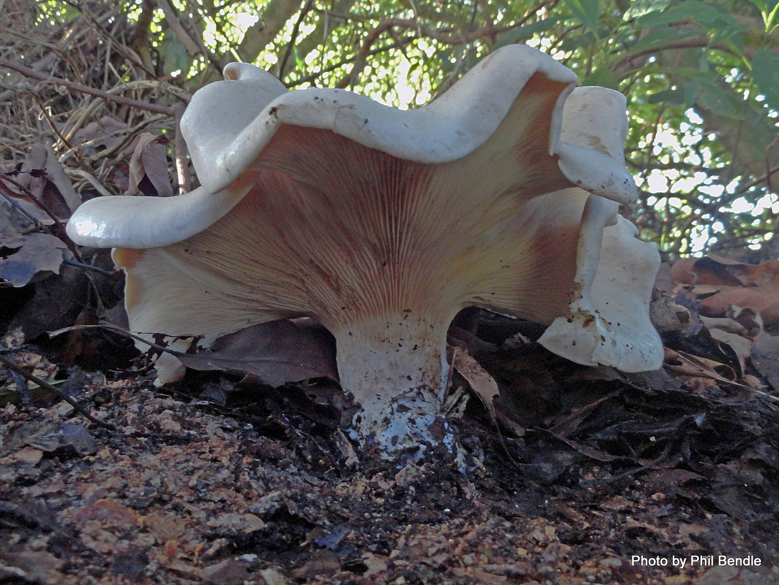 Leucopaxillus_giganteus (1).JPG