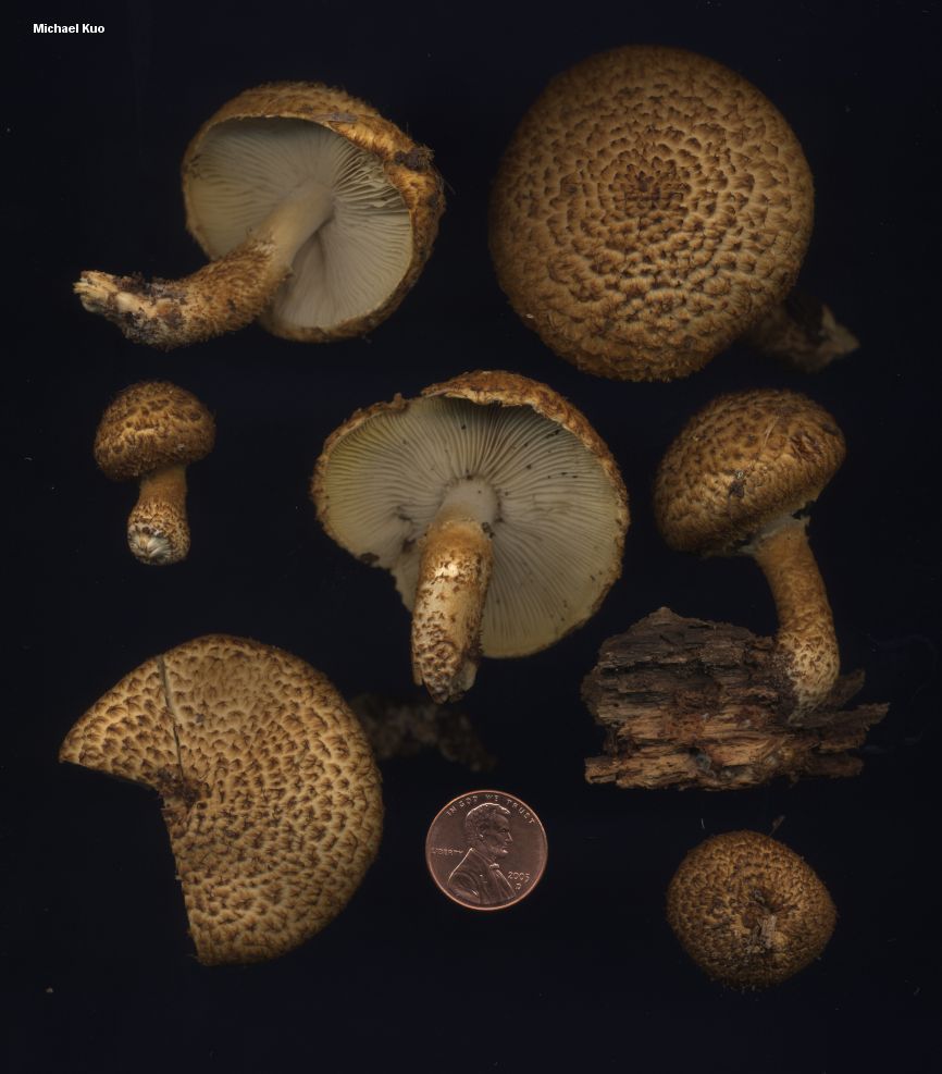 leucopholiota_decorosa_02.jpg