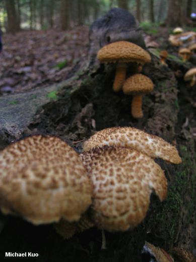 leucopholiota_decorosa_01.jpg