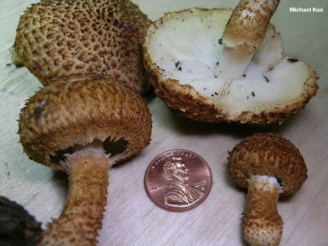 leucopholiota_decorosa_03.jpg