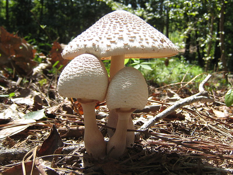 800px-Leucoagaricus-Americanus1.jpg