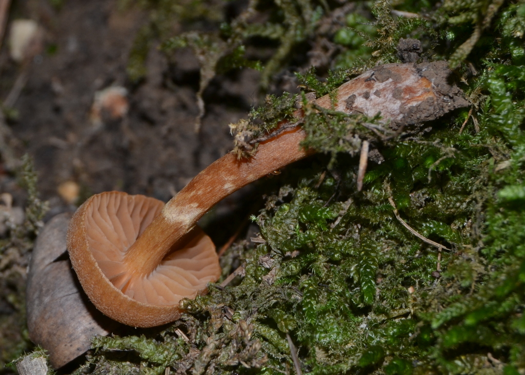 Cortinarius_distans_91.JPG