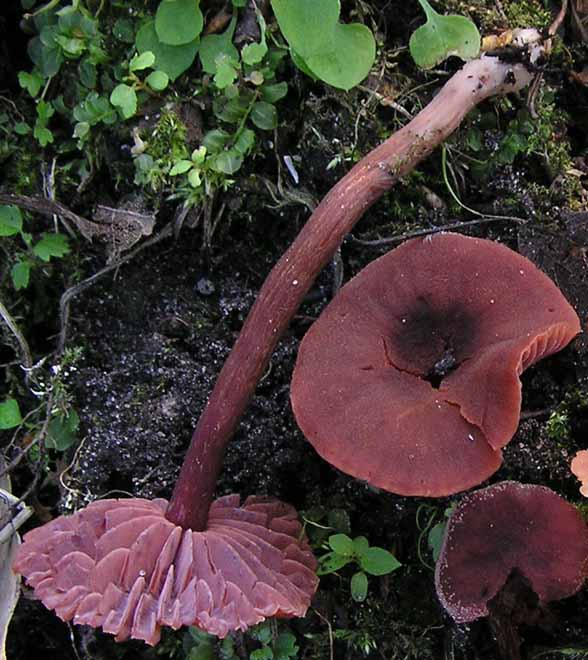 Laccaria_purpureobadia1.jpg