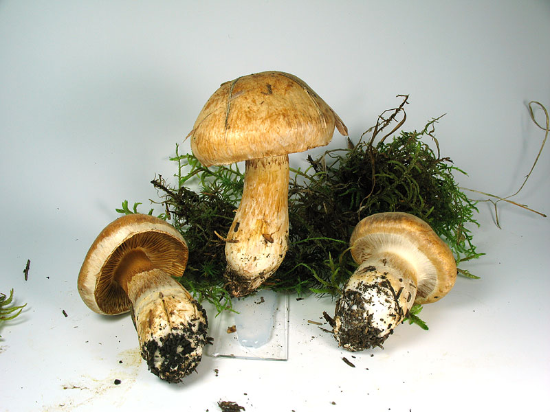 Cortinarius_fraudulosus_2.jpg