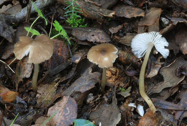 Hydropus floccipes .jpg_2010110182350_Hydropus floccipes .jpg