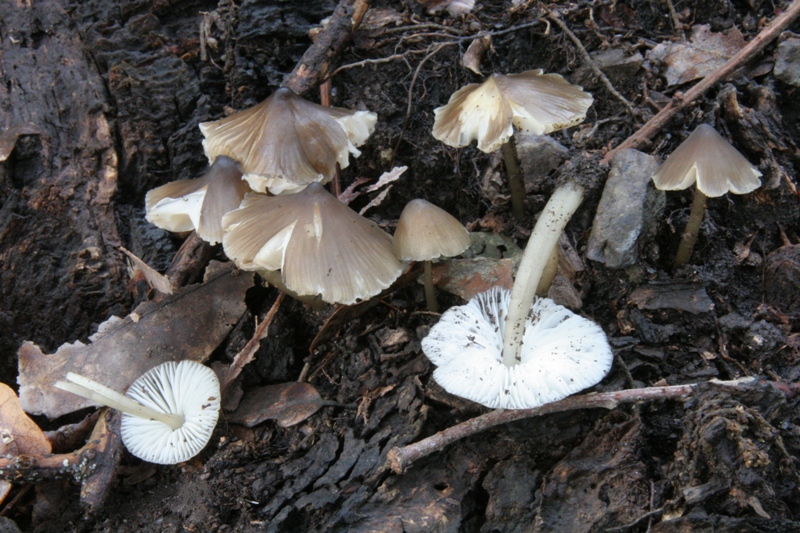 Hydropus floccipes 2.JPG_201119172831_Hydropus floccipes 2.JPG