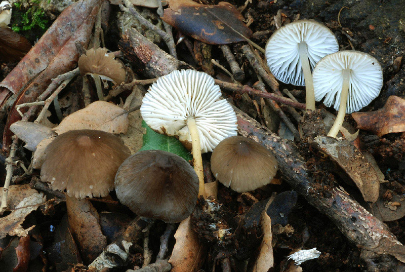 Hydropus floccipes  a.jpg_2010110183212_Hydropus floccipes  a.jpg