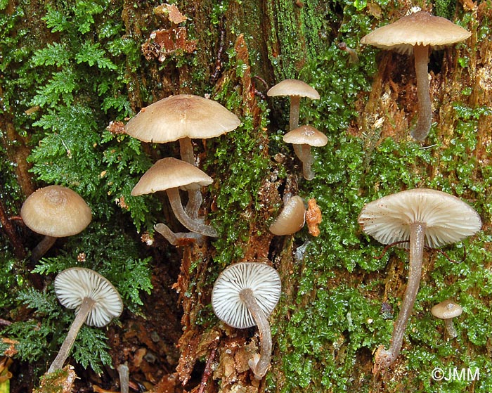 Hydropus marginellus 3.jpg