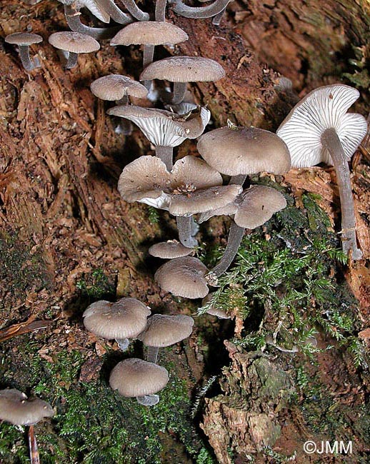 Hydropus marginellus 6.jpg