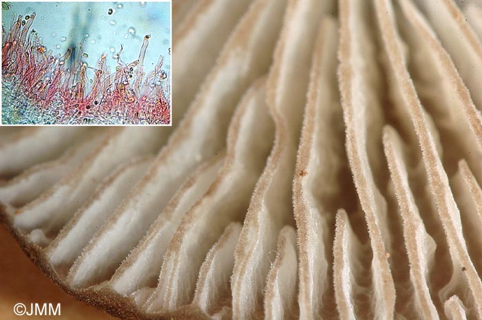 Hydropus marginellus 4.jpg