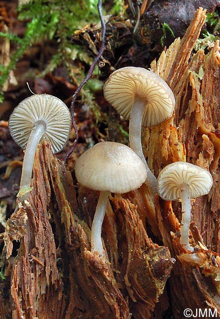 Hydropus marginellus 5.jpg