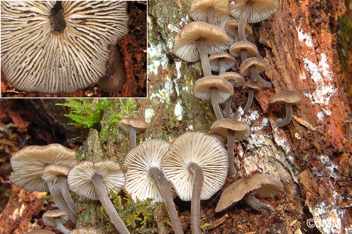 Hydropus marginellus 2.jpg